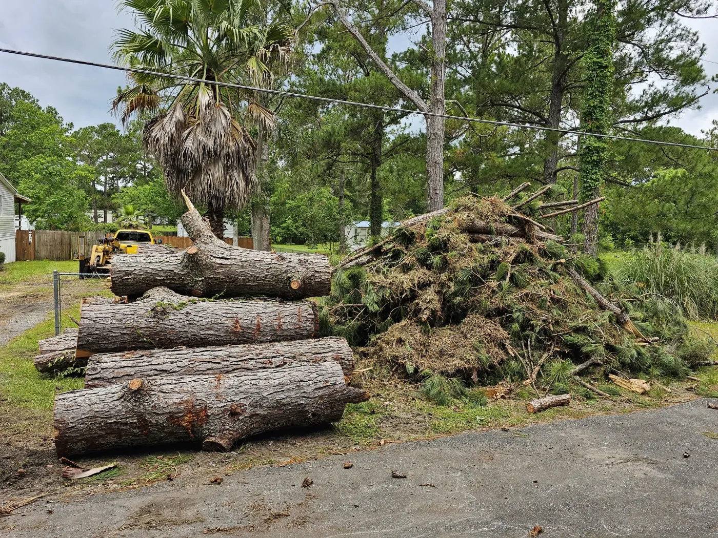 Storm-felled tree cut into logs and stacked for haul-off