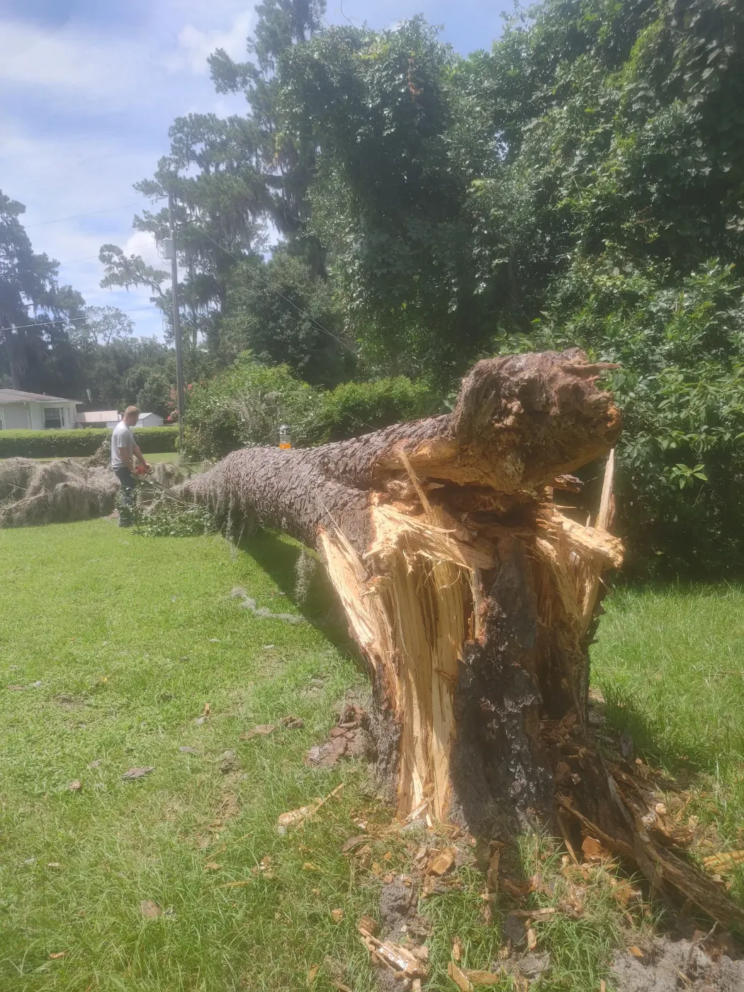 Tree trunk snapped by storm winds beside a fence