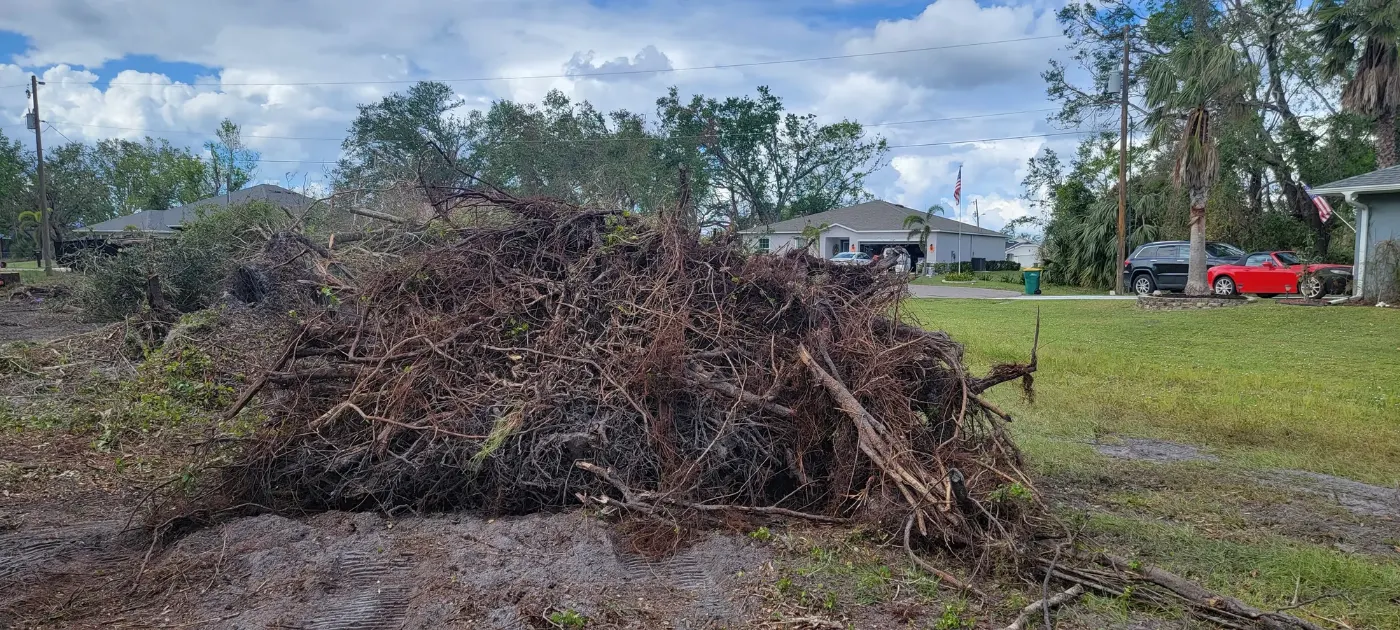 Large uprooted tree lying across a lawn after a storm